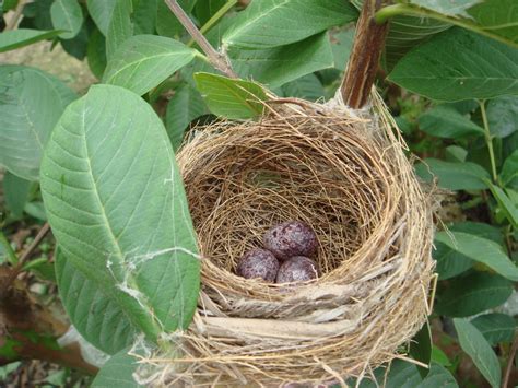 鳥築巢怎麼辦|鳥巢看鳥的個性…. 自從去年有白頭翁來我陽台樹上築。